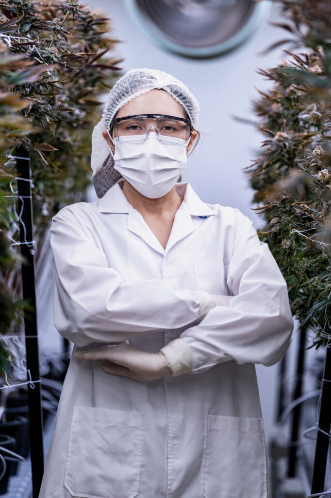 A scientist inspects cannabis plants in a controlled indoor farm.